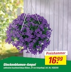 Aktuelles Glockenblumen-Ampel Angebot bei toom Baumarkt in Oberhausen ab 16,99 €