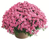 Coupe multifleurs 3 couleurs en promo à 11,99 € chez Colruyt Coupe multifleurs 3 couleurs dans le catalogue Colruyt