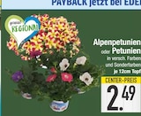 Alpenpetunien oder Petunien im EDEKA Prospekt Alpenpetunien oder Petunien von im aktuellen EDEKA Prospekt für 2,49 €