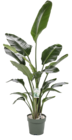 Paradiesvogelpflanze (Strelitzia nicolai) Angebote bei Moubis Pflanzenhof Münster für 99,99 €