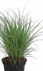 Segge Angebote bei Dehner Garten-Center Bergisch Gladbach für 6,49 €
