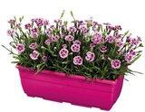Jardinière d'œillets - Lidl à Versailles Jardinière d'œillets en promo chez Lidl Versailles à 6,99 €