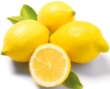 Aktuelles Zitronen Angebot bei Netto mit dem Scottie in Dresden ab 0,89 €