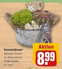 Sonnentänzer im Angebot bei REWE in Neuss Sonnentänzer Angebote bei REWE Neuss für 8,99 €