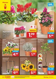 Schnittblumen Angebot im aktuellen Netto Marken-Discount Prospekt auf Seite 27