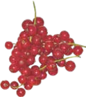 Johannisbeeren rot von  im aktuellen V-Markt Prospekt für 2,99 €