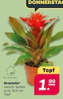 Bromelie für 1,99 € bei Netto mit dem Scottie im Angebot Bromelie im aktuellen Netto mit dem Scottie Prospekt