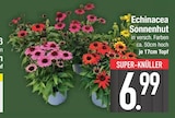 Echinacea Sonnenhut von  im aktuellen EDEKA Prospekt für 6,99 €
