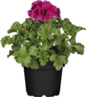 Aktuelles Edelgeranien (Pelargonium grandiflorum) Angebot bei Globus-Baumarkt in Würzburg ab 3,99 €