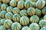 Norma Yutz - Promo Melons Porto Charentais Promo Melons Porto Charentais à 4,99 € dans le catalogue Norma à Yutz