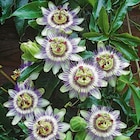 Passiflore bleue botanic. Le pot de 1,3 litre - BOTANIC® à 8,99 € dans le catalogue Botanic