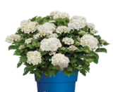 Endless Summer 'Dream Cloud' Angebote bei OBI Ansbach für 24,99 €
