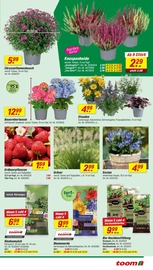 Blumenerde im toom Baumarkt Prospekt in Löhne Aktueller toom Baumarkt Prospekt mit Blumenerde, "Respekt, wer's selber macht.", Seite 3