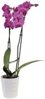 Orchidée 2 tiges en pot céramique - Lidl à Noisy-le-Grand Orchidée 2 tiges en pot céramique en promo chez Lidl Noisy-le-Grand à 9,99 €