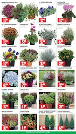 Blumen im Wreesmann Prospekt in Zwickau Aktueller Wreesmann Prospekt mit Blumen, "DEIN SAISON- & SONDERPOSTENMARKT!", Seite 2