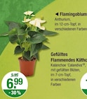 Flamingoblume im aktuellen V-Markt Prospekt