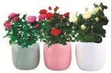 Rosier en promo chez U Express Rosier dans le catalogue U Express