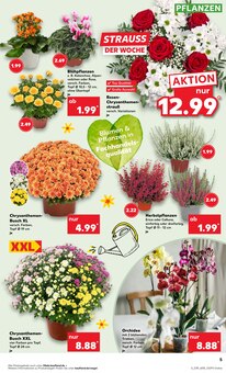 Pflanzen im Kaufland Prospekt "Hier bin ich richtig" mit 60 Seiten (Hagen (Stadt der FernUniversität))
