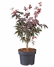 Promo Acer palmatum (érable du Japon) à 9,99 € dans le catalogue Lidl à Saint-Gervais-la-Forêt