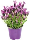 Schopflavendel Angebote bei BayWa Bau- und Gartenmärkte Nürnberg für 4,99 €