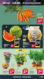 Speisekartoffeln Angebote im Prospekt "Günstig. Besser. Für Dich." von Netto mit dem Scottie auf Seite 3