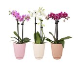 Orchidée en promo chez Carrefour Boulogne-Billancourt à 8,99 €