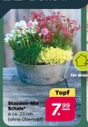 Stauden-Mix Schale Angebote bei Netto mit dem Scottie Lutherstadt Wittenberg für 7,99 €