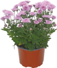 Chrysanthème multifleurs - GARDENLINE - Aldi à Clichy-sous-Bois Chrysanthème multifleurs - GARDENLINE en promo chez Aldi Clichy-sous-Bois à 1,49 €