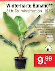 Zimmermann - Winterharte Banane Angebot im Prospekt Winterharte Banane bei Zimmermann im Prospekt "" für 9,99 €
