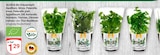 GLOBUS - Bio Kräutertöpfe Basilikum, Minze, Petersilie kraus, Petersilie glatt, Schnittlauch, Dill, Koriander, Rosmarin, Thymian, Zitronenmelisse oder Thai-Basilikum Angebot im Prospekt Bio Kräutertöpfe Basilikum, Minze, Petersilie kraus, Petersilie glatt, Schnittlauch, Dill, Koriander, Rosmarin, Thymian, Zitronenmelisse oder Thai-Basilikum bei GLOBUS im Prospekt "" für 1,29 €