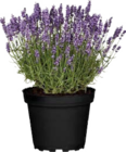 Aktuelles Duft-Lavendel Angebot bei Globus-Baumarkt in Jena ab 3,49 €