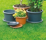 Aktuelle Blumentopf Angebote bei Netto mit dem Scottie in Rostock Aktuelles Cilindro Blumentopf Angebot bei Netto mit dem Scottie in Rostock ab 0,99 €