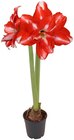 Aktuelle Zimmerpflanzen Angebote bei Penny in Nürnberg Aktuelles Amaryllis Angebot bei Penny in Nürnberg ab 2,99 €