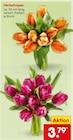 Aktuelles Herbsttulpen Angebot bei Netto Marken-Discount in Augsburg ab 3,79 €