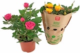 Aktuelles Topfrose Angebot bei REWE in Bielefeld ab 3,33 €