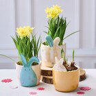 Narcisse Tête à Tête en promo chez U Express Alès à 3,99 €