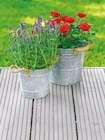Aktuelle Blumentopf Angebote bei Netto mit dem Scottie in Rostock Aktuelles Metallübertopf mit Seil Angebot bei Netto mit dem Scottie in Rostock ab 3,99 €