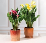 Arum Zantedeschia en promo chez Hyper U Sarcelles à 11,99 €
