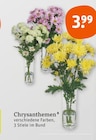 Aktuelles Chrysanthemen Angebot bei tegut in Nürnberg ab 3,99 €
