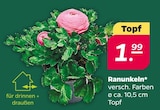 Ranunkeln im aktuellen Netto mit dem Scottie Prospekt