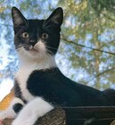 Bifensis Katzennahrung im Angebot bei Marktkauf in Greifswald Bifensis Katzennahrung Angebote von Purina One bei Marktkauf Greifswald für 3,00 €