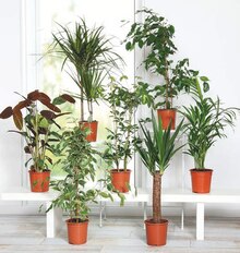 Plantes vertes - Aldi à Mulhouse Plantes vertes en promo chez Aldi Mulhouse à 4,99 €