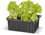 Aktuelles Salatpflanzen Angebot bei Netto Marken-Discount in Duisburg ab 1,99 €