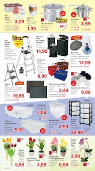 Zimmerpflanzen im Jawoll Prospekt "Sonderposten-Märkte" mit 8 Seiten (Mannheim)