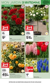 Promos Fleurs dans le catalogue "JARDIN LÀ OÙ LA VIE SE CULTIVE" de Carrefour Market Fleurs en promo dans le catalogue Carrefour Market à la page 3