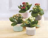 Kalanchoë en promo chez Super U Antibes à 2,99 €