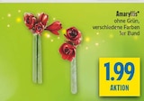 Amaryllis Angebote bei diska Weiden für 1,99 €