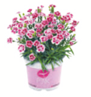 Aktuelles Gartennele Angebot bei toom Baumarkt in Duisburg ab 3,99 €