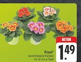 Primel bei EDEKA im Roth Prospekt für 1,49 €