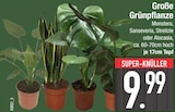 Große Grünpflanze von Monstera oder Sanseveria oder Strelizie oder Alocasia im aktuellen EDEKA Prospekt für 9,99 €